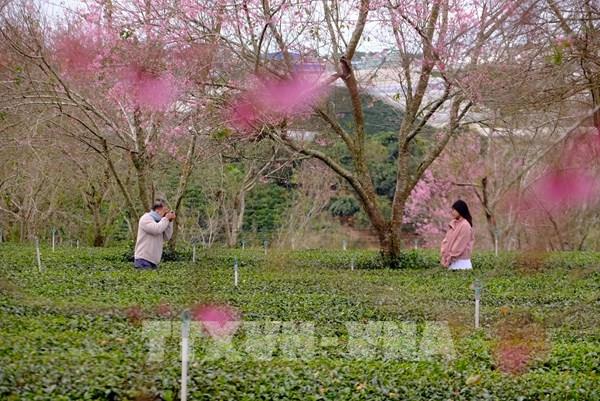 Gợi ý tour du lịch ngắn ngày quanh TP Hồ Chí Minh dịp Tết Nguyên đán 2026