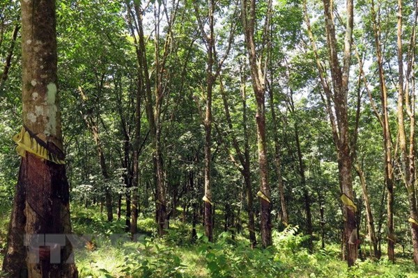 Gia Lai thu hồi dự án cao su gần 900 ha của Đức Long Gia Lai