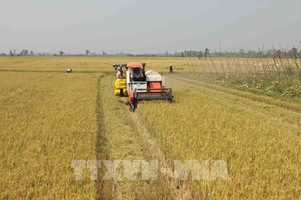 An Giang - “Vương quốc” lúa gạo của quốc gia
