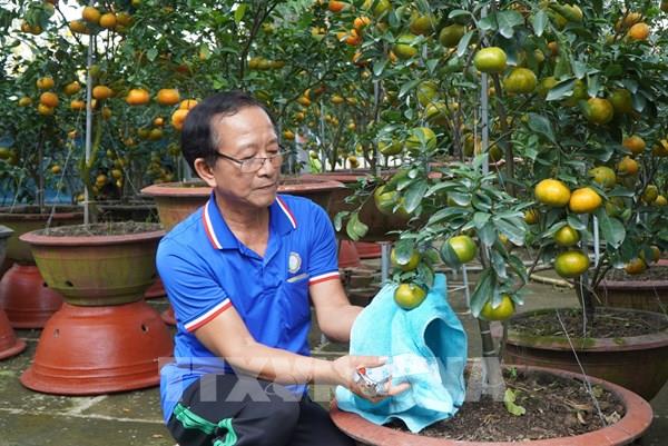 Quýt hồng lên chậu để phục vụ thị trường Tết