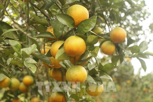 Cam Vinh từ đặc sản tươi đến công nghệ chế biến sâu