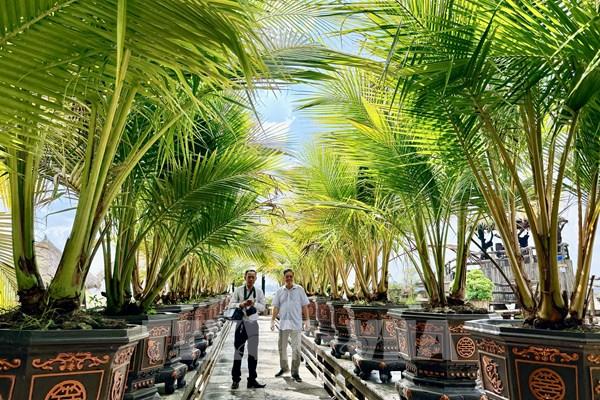 Khám phá vườn dừa nhiều ngọn có một không hai ở An Giang