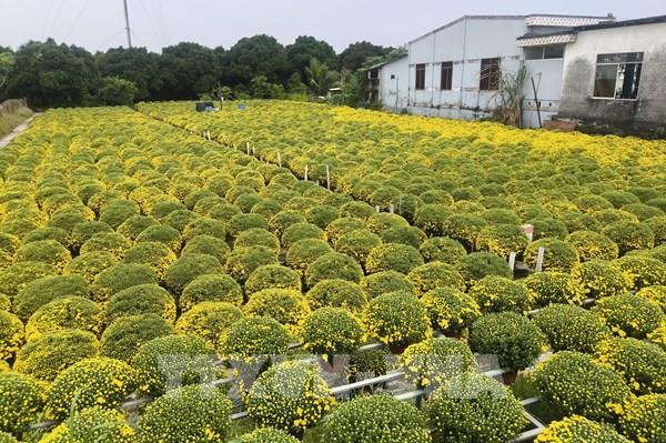 Cúc mâm xôi Chợ Lách nở sớm, nhà vườn lo lỗ Tết