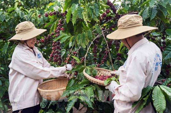 Cà phê Việt trong kỷ nguyên giá trị – Bài 2: Chất lượng, bản sắc và uy tín
