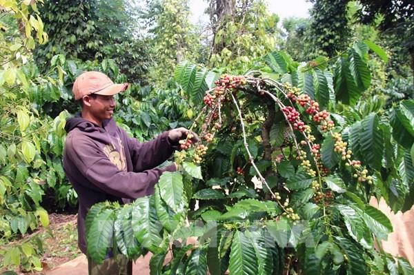 Giá cà phê lùi về vùng thấp nhất trong vòng 6 tháng