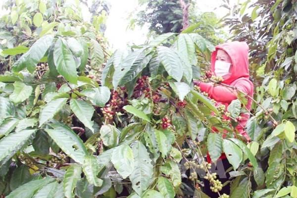 Cà phê thiết lập nền giá mới