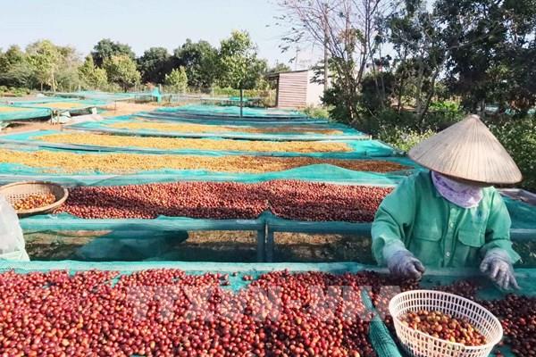 Cà phê Việt trong kỷ nguyên giá trị - Bài 1:  Năng lực định vị giá trị