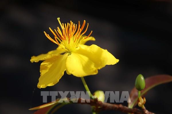 Cách chọn cây mai ngày Tết hút tài lộc, nở đẹp đúng dịp