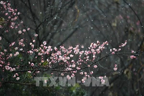 Chiêm ngưỡng vẻ đẹp hoa mận tại Trung Quốc