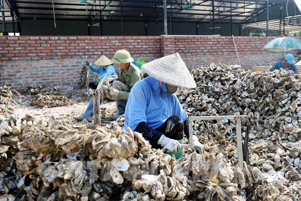 Quảng Ninh siết chặt quản lý an toàn vệ sinh trong chế biến hàu