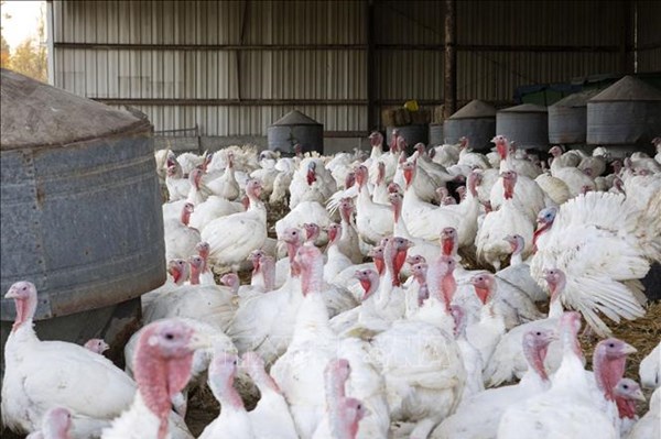 Pilgrim’s Pride đầu tư 1,3 tỷ USD, mở rộng chăn nuôi gia cầm tại Mexico