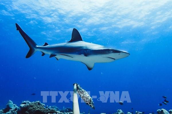 Phát hiện bất ngờ về biến đổi hóa học đại dương