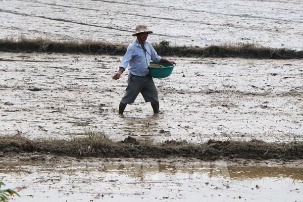 Trên 38% diện tích có nước để gieo cấy vụ Đông Xuân