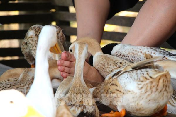 Cần Thơ: “Massage vịt” độc lạ hút khách ở du lịch Cồn Sơn