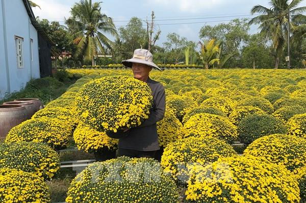 Hoa Tết nở sớm, nông dân Vĩnh Long chủ động "chốt đơn"