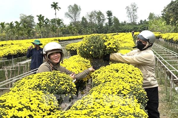 Cúc Tết nở sớm, Sa Đéc tìm đầu ra bằng công nghệ số