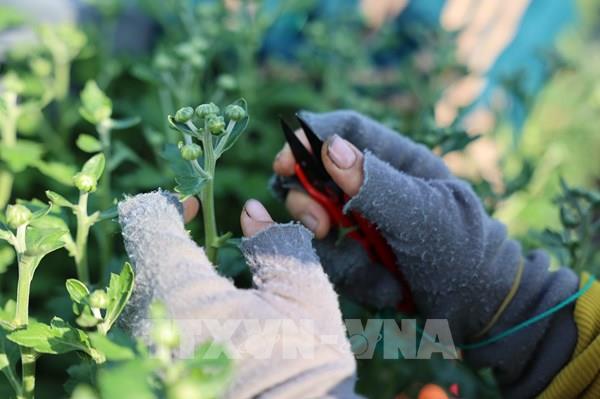 TP. Hồ Chí Minh: Các nhà vườn tất bật chuẩn bị phục vụ thị trường hoa Tết