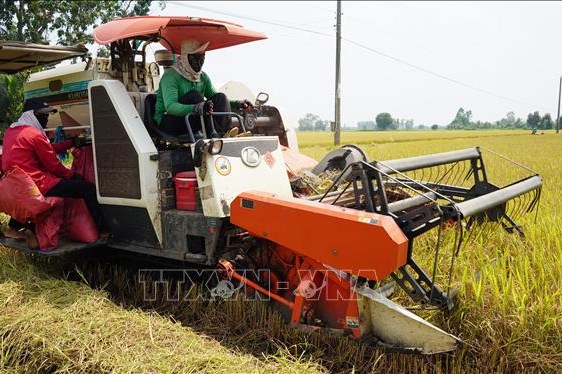 Tây Ninh hướng tới 75% lúa chất lượng cao trong năm 2026