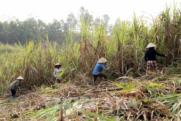 Mía được mùa, được giá, nông dân Tuyên Quang tăng thu nhập