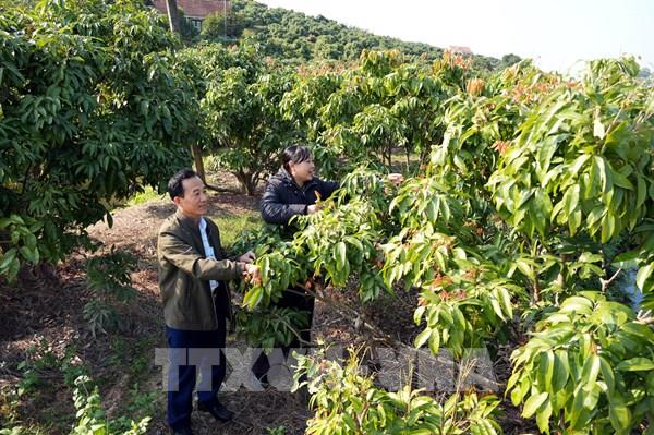 Vùng vải sớm Phúc Hòa nỗ lực phục hồi sau bão số 11