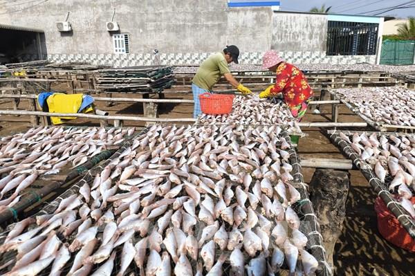 Mùa Tết sôi động ở làng nghề cá khô ven biển Vĩnh Long