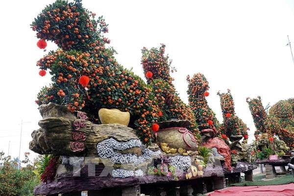 "Siêu phẩm" quýt cổ chu sa tạo hình "Mã đáo thành công"