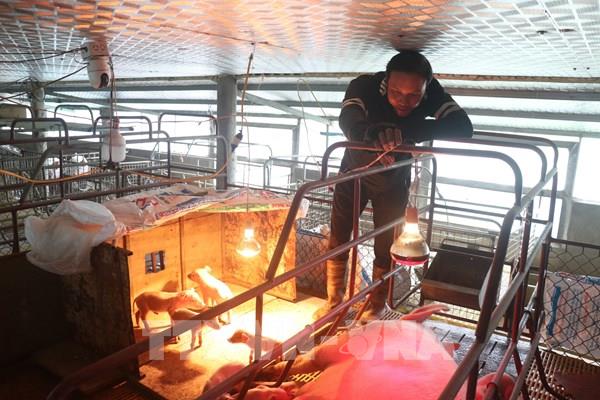 Chủ động chống rét, Hưng Yên bảo vệ đàn gia súc, gia cầm