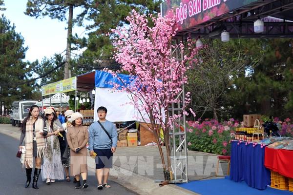 Khai mạc Chương trình Hoa mai anh đào chắp cánh thương hiệu Đà Lạt