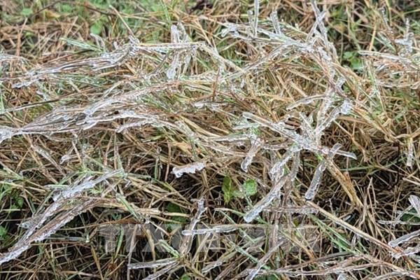 Hạn chế thấp nhất thiệt hại do giá rét gây ra với cây trồng, vật nuôi