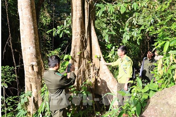 Chuyển đổi quản lý, bảo vệ rừng - Bài 1: Không tạo khoảng trống