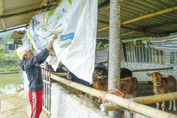 Vùng cao Điện Biên chủ động chống đói rét cho đàn vật nuôi