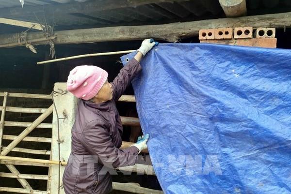 Thanh Hóa chủ động chống đói rét cho đàn trâu bò mùa Đông