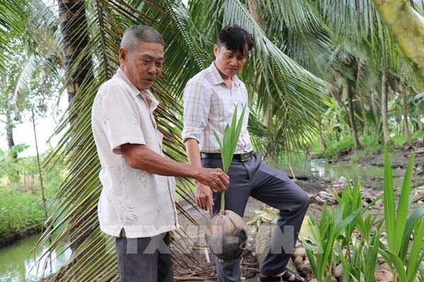 Nghị quyết 57-NQ/TW và nông nghiệp xanh – Bài 2: Sản xuất hữu cơ – hướng đi cho thủ phủ ngành dừa