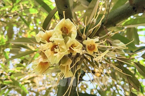 Mùa hoa sầu riêng