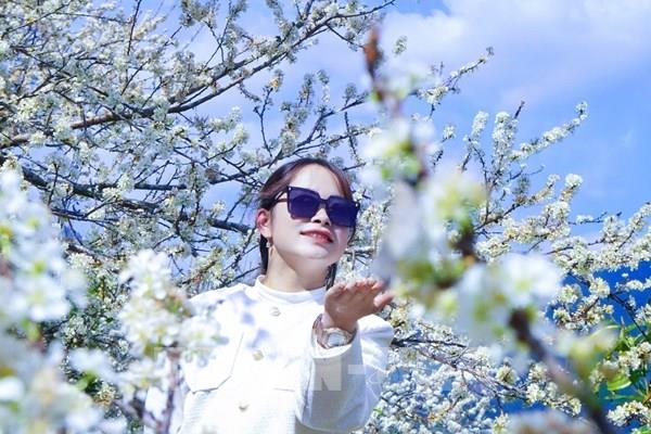 Hoa mận trắng tinh khôi ở vùng cao Púng Luông