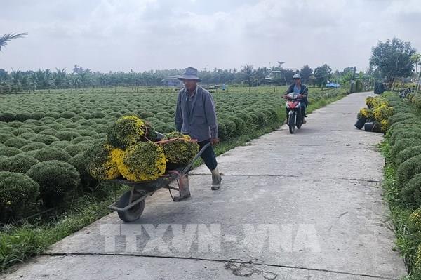 Hoa Tết Vĩnh Long: Cúc mâm xôi khan hàng, giá leo thang