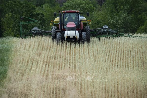 Giá lúa gạo giảm mạnh đẩy nhiều nông dân Mỹ vào cảnh khó khăn