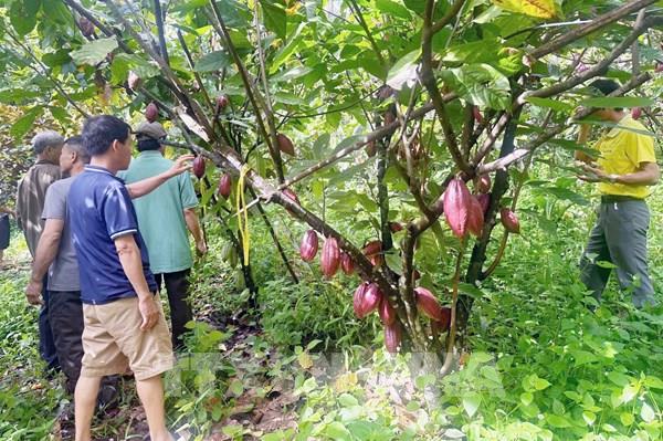 Nâng tầm giá trị ca cao Việt Nam - Bài 1: Tái cấu trúc nông nghiệp xanh Tây Nguyên