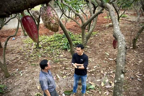 Nâng tầm giá trị ca cao Việt Nam – Bài 2: Hình thành chuỗi ngành hàng giá trị cao