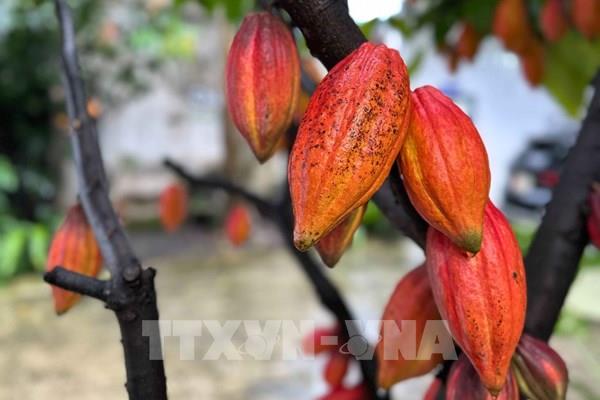 Nâng tầm giá trị ca cao Việt Nam – Bài cuối: Định hình trên bản đồ thế giới