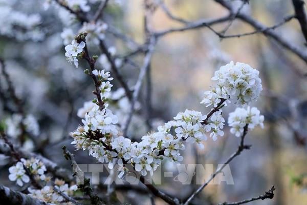 Hoa mận bung nở tại Sơn La