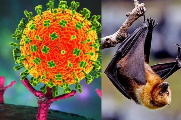 Bộ Y tế: Việt Nam chưa xuất hiện ca mắc virus Nipah