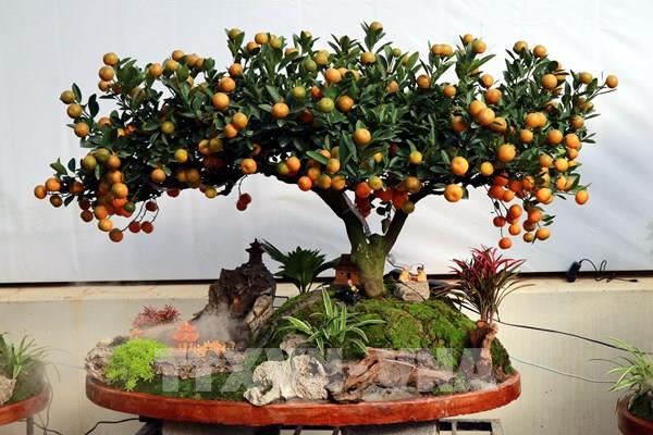 Quất tiểu cảnh “hút” người chơi Tết