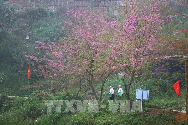 Mùa hoa anh đào xóm Mừng – Điểm hẹn du lịch mới của Phú Thọ