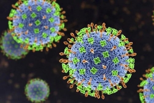 Bộ Y tế cảnh báo nguy cơ xâm nhập virus Nipah