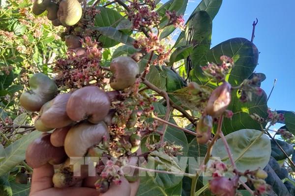 Thủ phủ điều kỳ vọng vụ mùa bội thu