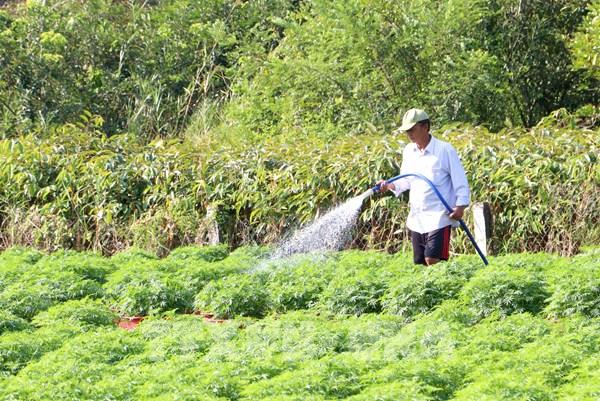 Cúc nở sớm, mai chờ Tết: Nhà vườn trông vào thị trường