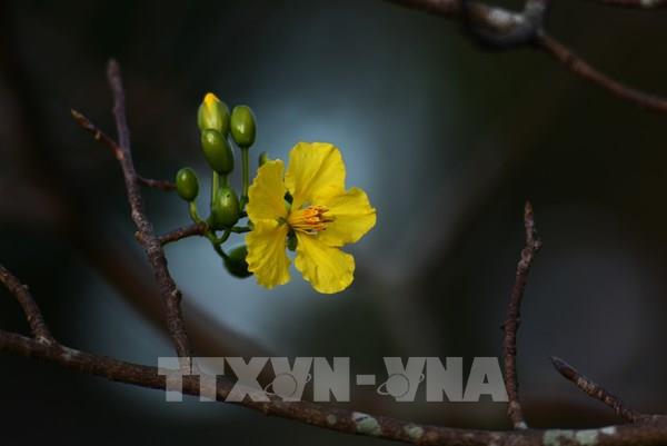 Rực rỡ sắc mai vàng trước Đại Nội Huế