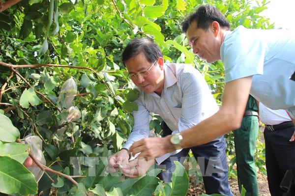 Du lịch sinh thái mở lối đầu tư tại Cù Lao Dung