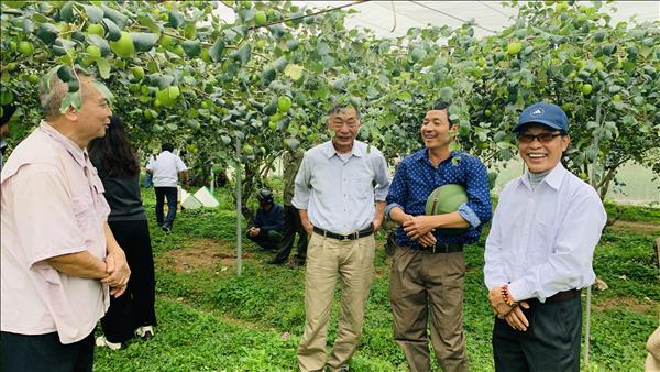 Táo Đại mật 06 cho doanh thu tỷ đồng với công nghệ nhà lưới thông minh